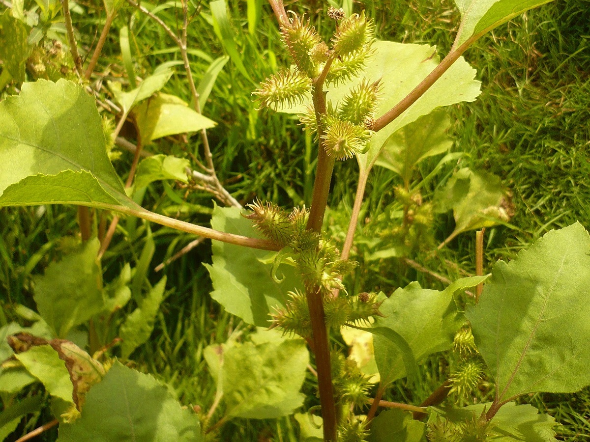 Xanthium orientale subsp. orientale (Asteraceae)